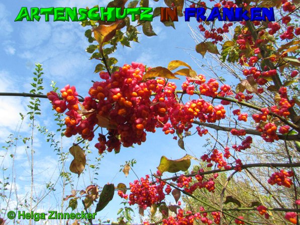 Bild zum Eintrag (1128569-160)