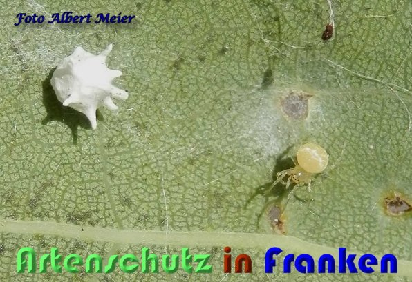 Bild zum Eintrag (1128706-160)