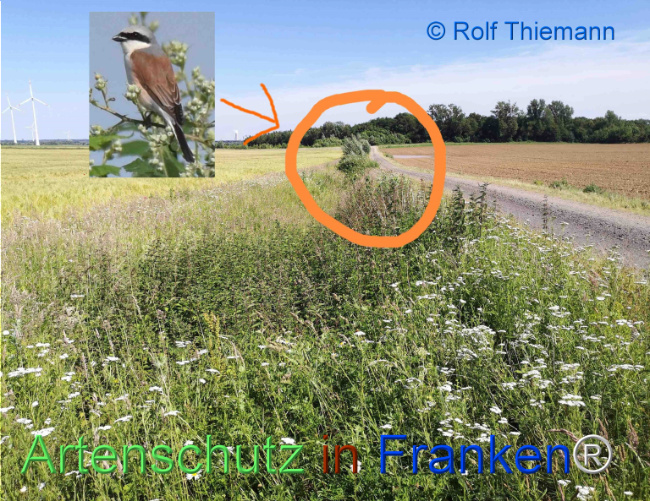 Bild zum Eintrag (1128880-160)