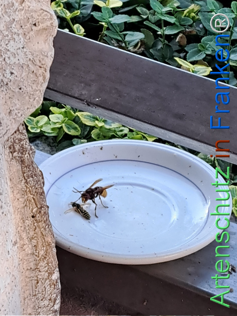 Bild zum Eintrag (1128975-160)