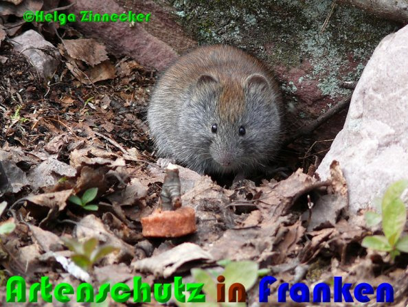 Bild zum Eintrag (1129294-160)