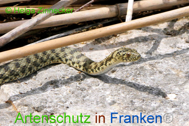 Bild zum Eintrag (1129369-160)