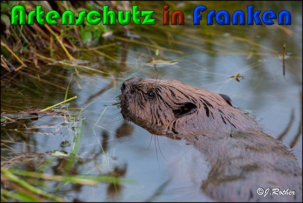 Bild zum Eintrag (1129470-160)