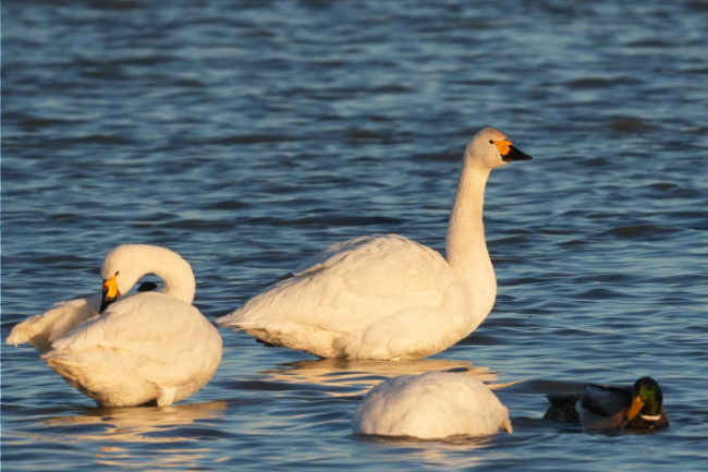 Bild zum Eintrag (1129490-160)