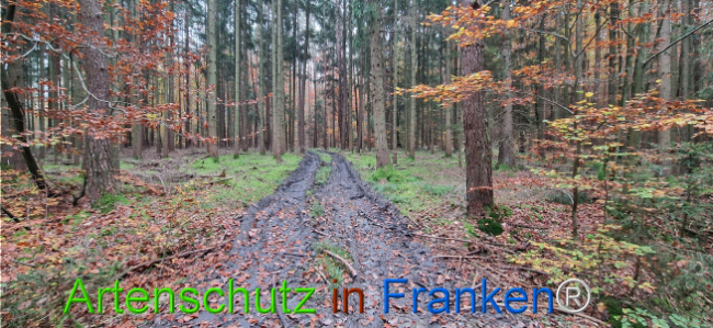 Bild zum Eintrag (1129557-160)