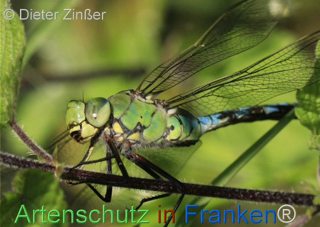 Bild zum Eintrag (1129673-160)