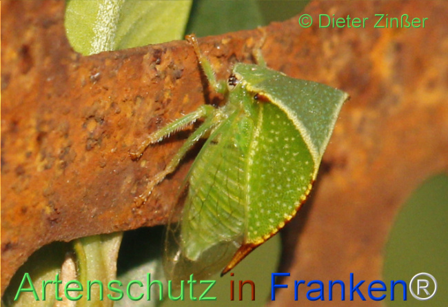 Bild zum Eintrag (1129752-160)