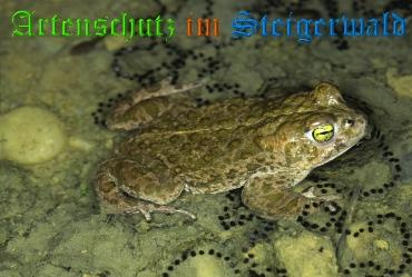 Bild zum Eintrag (1129814-160)