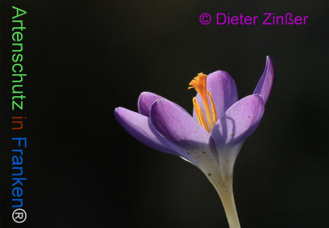 Bild zum Eintrag (1129847-160)