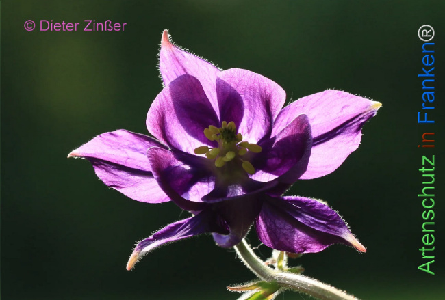 Bild zum Eintrag (1129870-160)