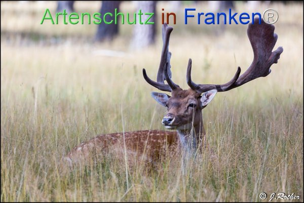 Bild zum Eintrag (1130203-160)