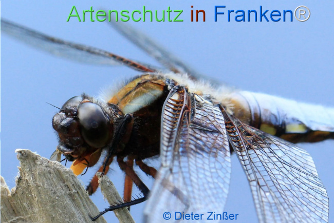 Bild zum Eintrag (1130475-160)