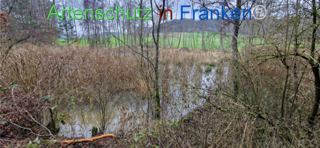 Bild zum Eintrag (1130511-160)