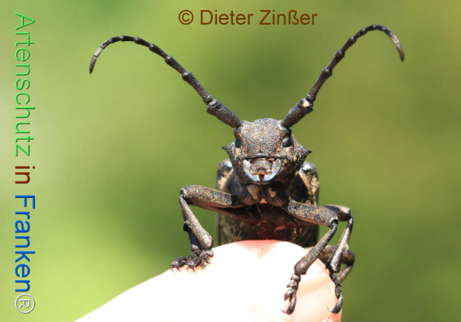 Bild zum Eintrag (1130536-160)