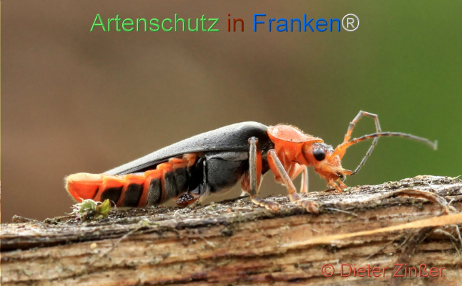 Bild zum Eintrag (1130582-160)