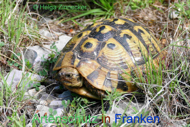 Bild zum Eintrag (1130661-160)