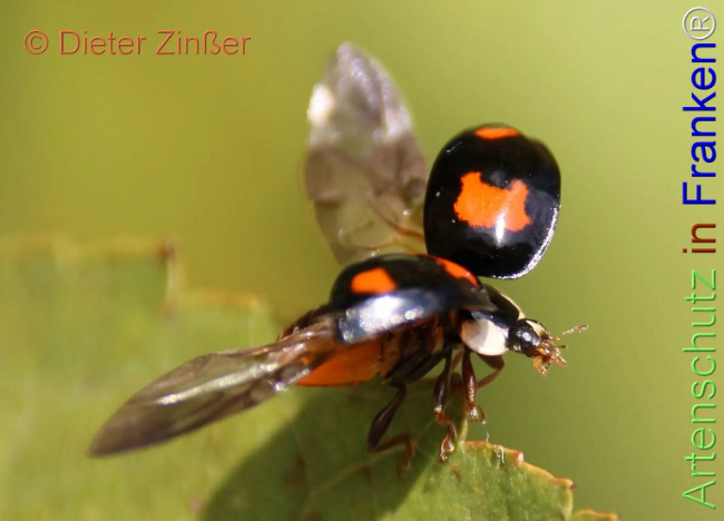 Bild zum Eintrag (1130699-160)