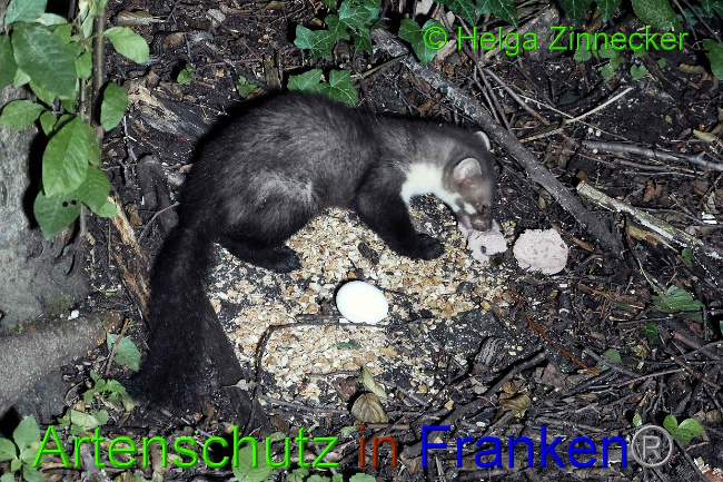 Bild zum Eintrag (1131010-160)