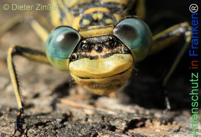 Bild zum Eintrag (1131017-160)