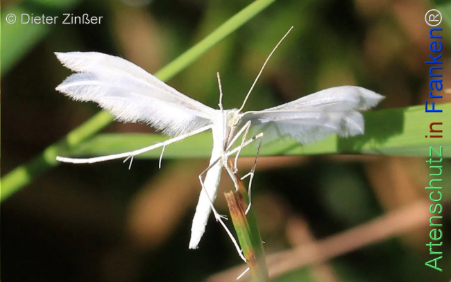 Bild zum Eintrag (1131020-160)