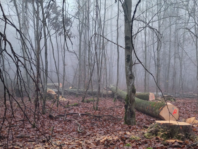 Bild zum Eintrag (1131112-160)