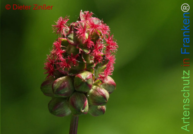 Bild zum Eintrag (1131574-160)