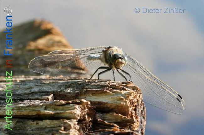 Bild zum Eintrag (1131699-160)