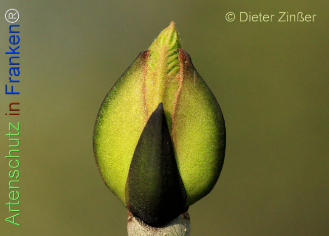 Bild zum Eintrag (1131764-160)