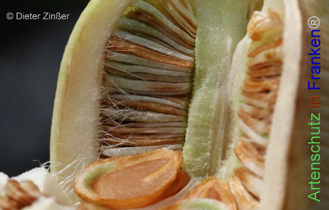 Bild zum Eintrag (1131858-160)