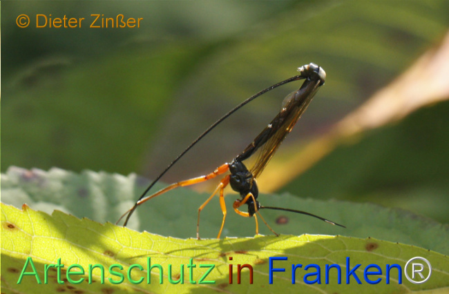 Bild zum Eintrag (1132108-160)