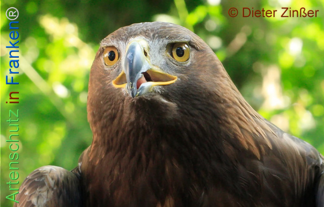 Bild zum Eintrag (1132271-160)