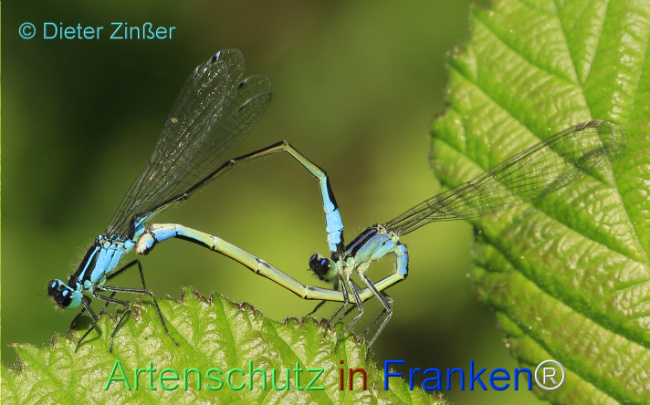 Bild zum Eintrag (1132280-160)