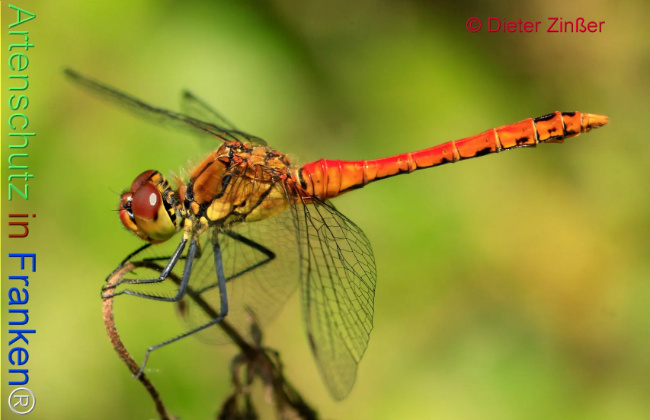 Bild zum Eintrag (1132301-160)