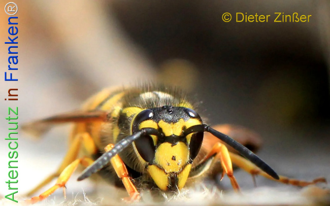 Bild zum Eintrag (1132392-160)