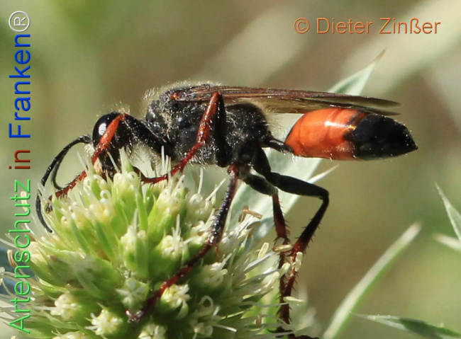 Bild zum Eintrag (1132482-160)