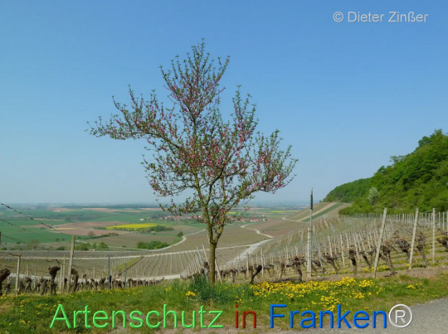 Bild zum Eintrag (1132529-160)