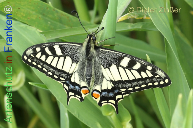 Bild zum Eintrag (1132541-160)