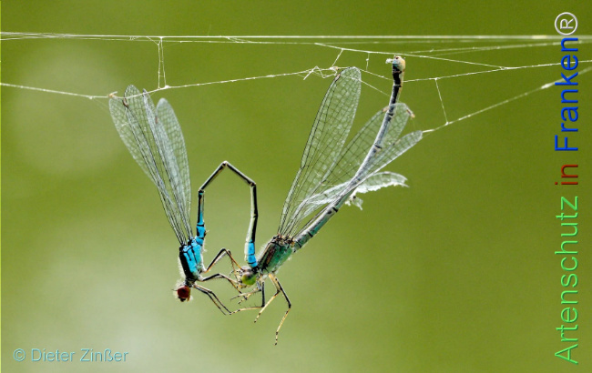 Bild zum Eintrag (1132553-160)