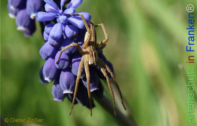 Bild zum Eintrag (1132575-160)