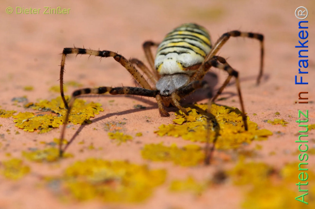 Bild zum Eintrag (1132590-160)