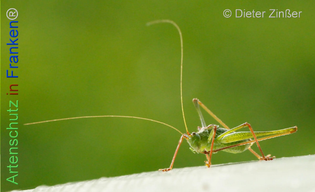 Bild zum Eintrag (1132602-160)