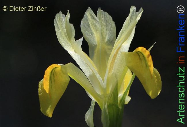 Bild zum Eintrag (1132728-160)