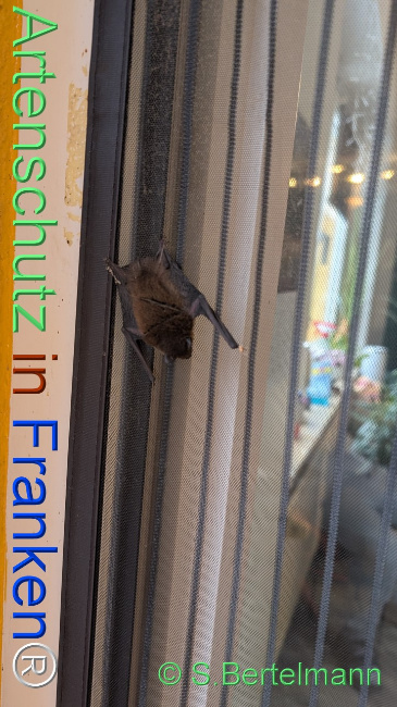 Bild zum Eintrag (1132774-160)