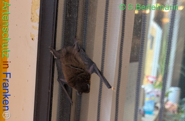 Bild zum Eintrag (1132784-160)