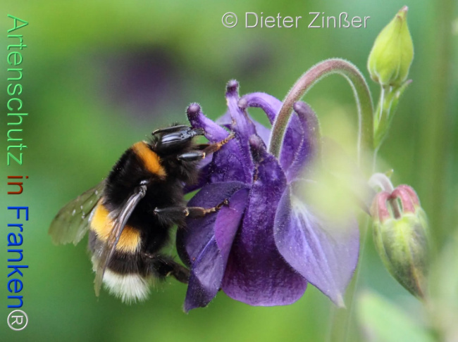 Bild zum Eintrag (1132809-160)