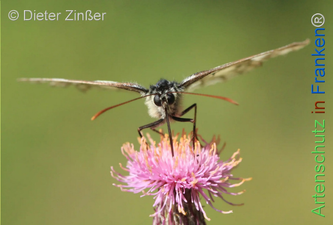 Bild zum Eintrag (1132833-160)