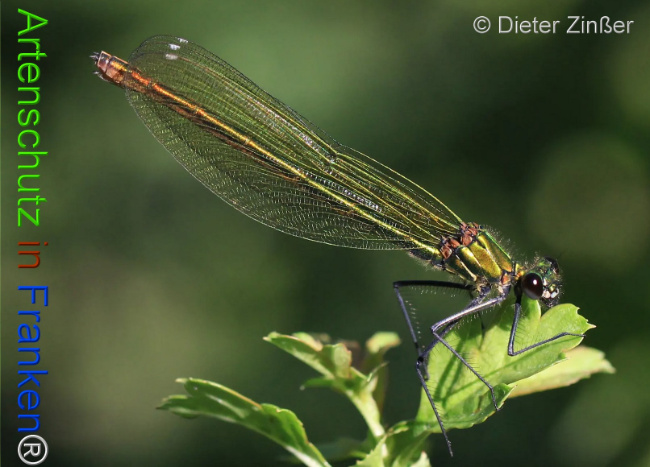 Bild zum Eintrag (1132837-160)