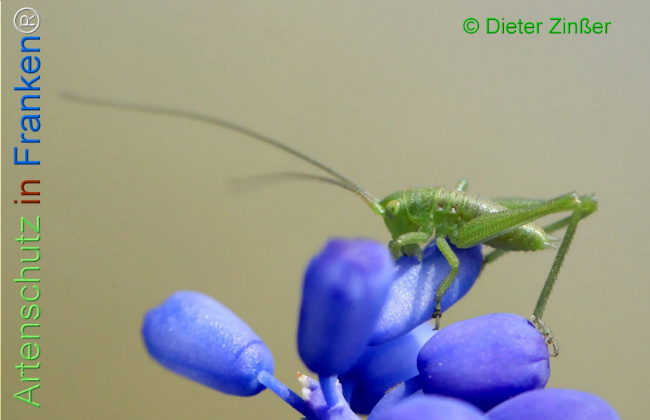 Bild zum Eintrag (1132845-160)