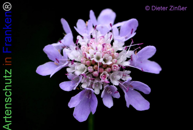 Bild zum Eintrag (1132872-160)