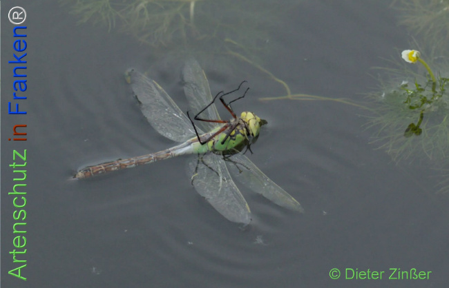 Bild zum Eintrag (1132887-160)